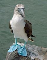 Blue-footed booby