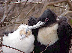 Male Frigatebird with chick