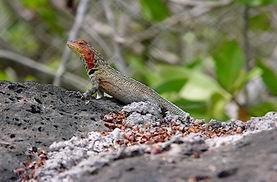 Lava Lizard