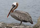 Brown Pelican