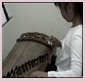 guzheng